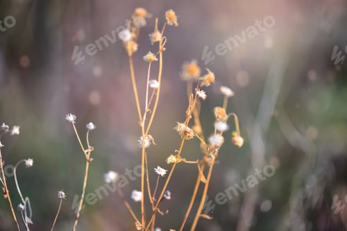 Preview: Autumn background with dry plants. Selective focus.
