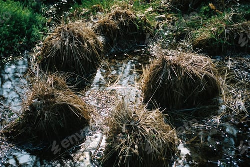 Preview: Swamp gnomes