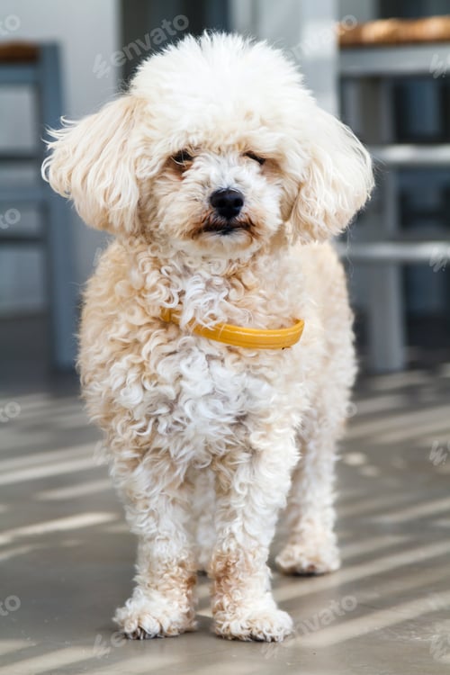 Preview: Cute white fluffy Maltese dog