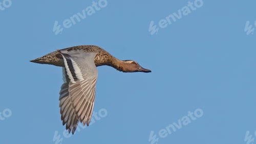 Preview: Garganey (Anas Querquedula) in Flight. Bird in Flight.