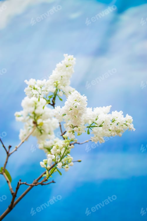 Preview: Delicate blooming white lilac on background of blue sky.