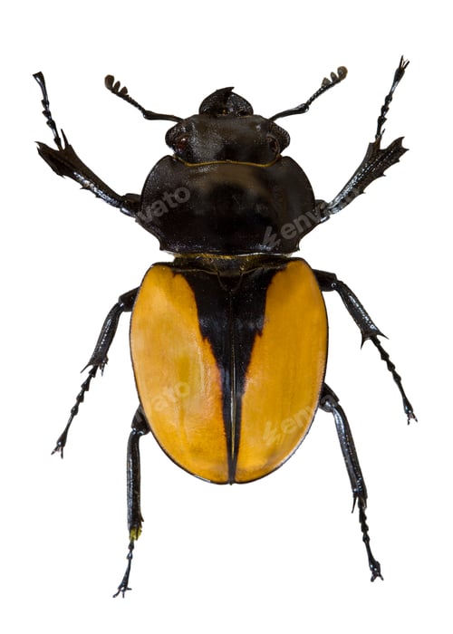 Preview: Insect