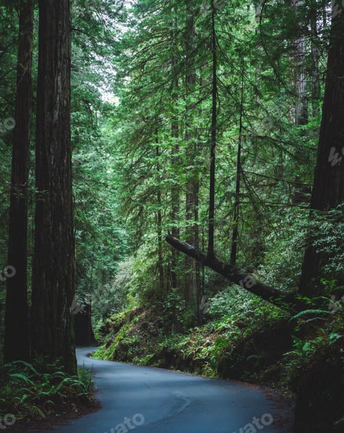 Preview: A quiet empty road winds through the damp redwood forest