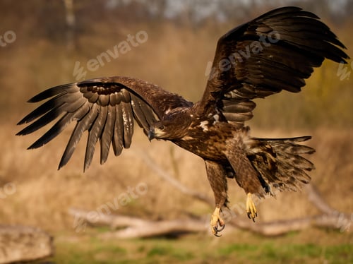 Preview: White-tailed eagle (haliaeetus albicilla)