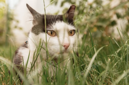 Preview: Cat in grass