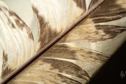 Preview: Close-up of a feather with brown spots