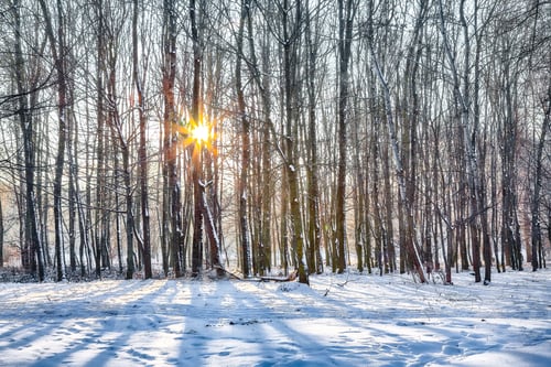 Preview: Outstanding winter sunset in city park with trees in the snow.