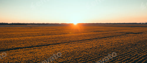 Preview: Sunflowers field at sunset. Tuscan countryside, Italy.