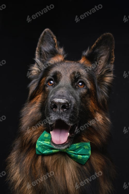 Preview: Belgian shepherd with green bow tie against dark background