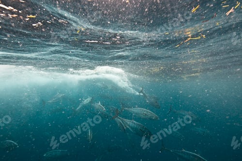 Preview: Bonito fish viciously attacking a sardine baitball, Isla Mujeres, Mexico