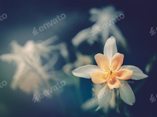 Preview: Pretty flower growing in garden