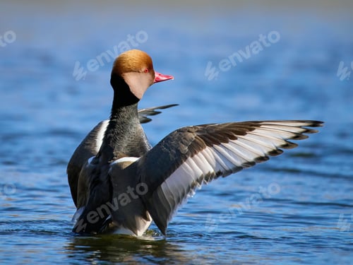 Preview: Red-crested pochard (Netta rufina)