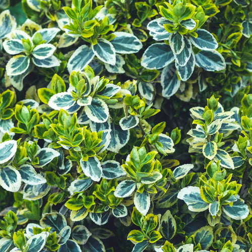 Preview: Close- up of garden plant Euonymus. Green leaves pattern, summer natural background
