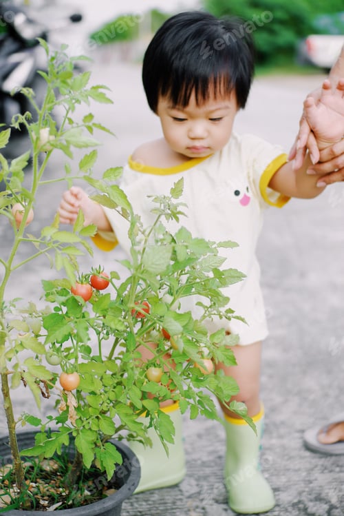 Preview: Tomato picking