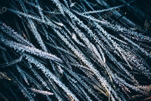 Preview: Closeup shot of fresh frost on grass - winter wallpaper