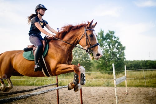 Preview: Young female jockey on horse leaping over hurdle