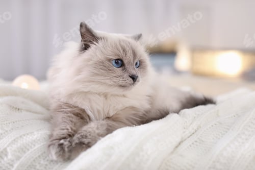 Preview: Cute cat lying on knitted blanket at home. Warm and cozy winter