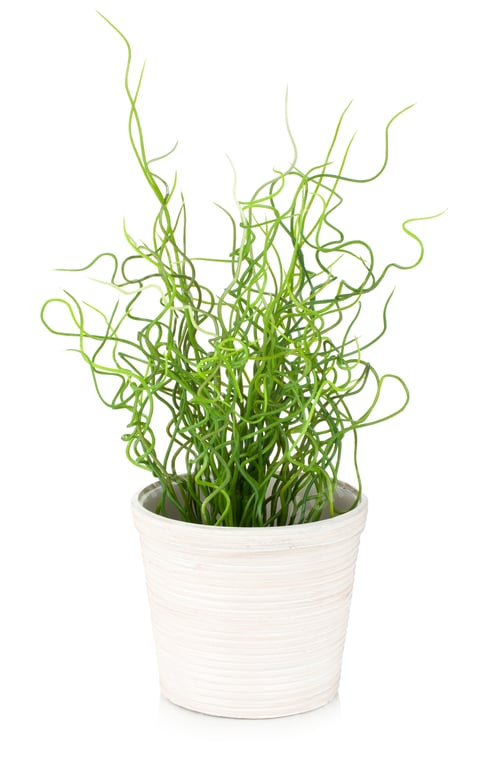 Preview: Decorative grass in flowerpot