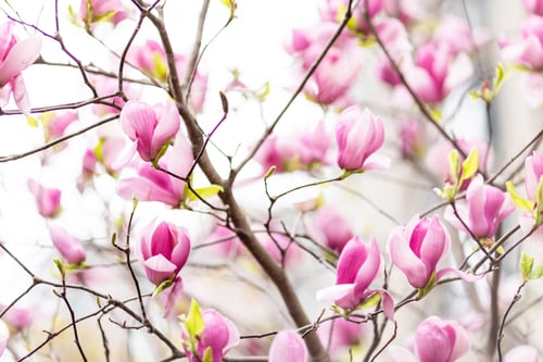 Preview: Spring floral natural background with blooming pink magnolia tree branches in park