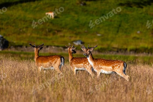 Preview: A remarkable view of a herd of reindeer