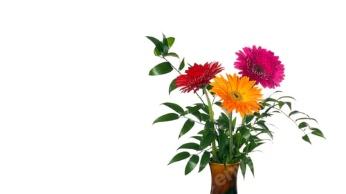 Preview: Gerbera flowers in a vase isolated on a white background