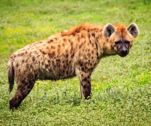Preview: Closeup shot of a beautiful hyena standing on the green grass