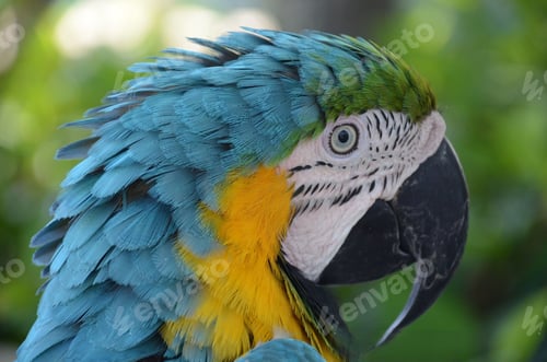 Preview: Closeup shot of the macaw cockatoo blue bird parrot's beak