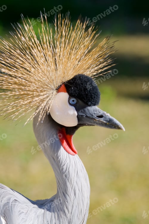 Preview: Common crane (Grus Grus)