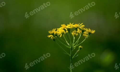 Preview: On the meadow in spring