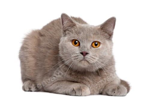 Preview: British shorthair cat, 12 months old, sitting in front of white background
