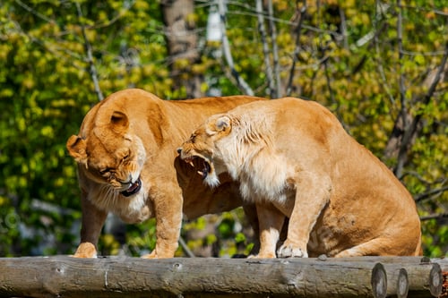 Preview: Lionesses Snarling on Wooden Perch