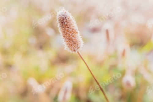 Preview: Macro of a plant full of wild cereal seeds.