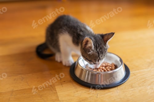 Preview: Kitten feeding