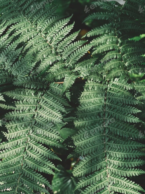 Preview: Beautiful green leaves background. Natural creative layout for wallpaper and advertising.