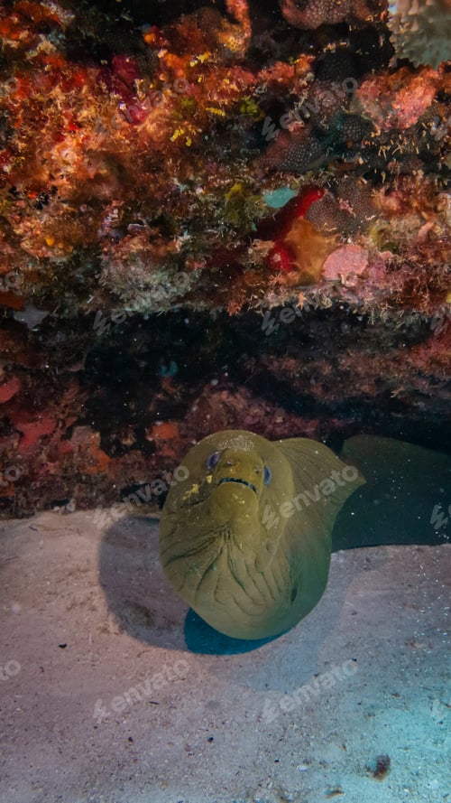 Preview: giant moray eel hidding in a coral reef cave
