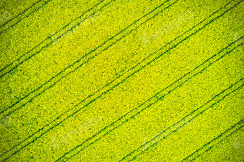 Preview: Aerial view of a bright yellow rapeseed field with parallel lines creating a striking pattern