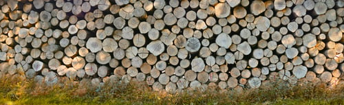 Preview: Stacking up for winter. A large pile of wood.