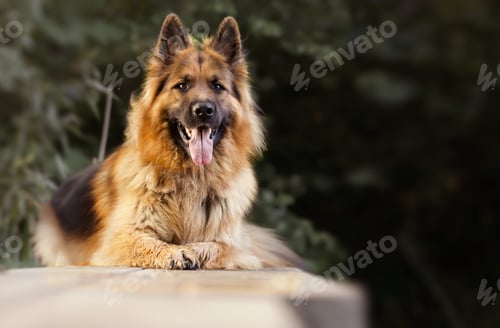 Preview: Selective focus shot of an adorable german shepherd