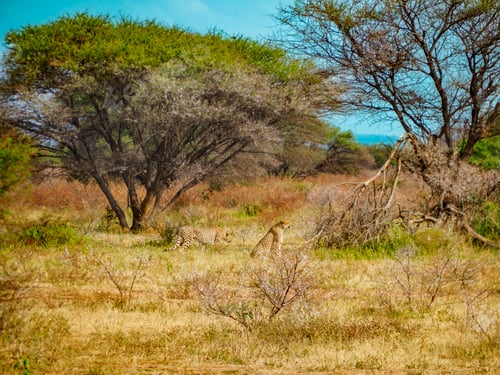 Preview: Cheetahs sprinting through verdant field with trees