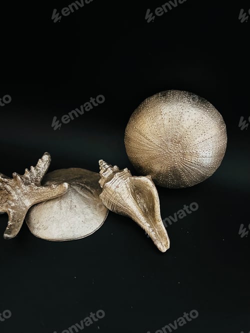 Preview: Pretty shells.