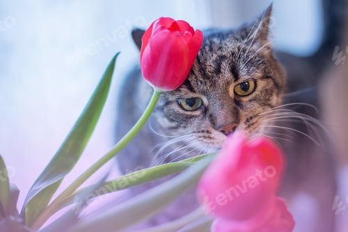 Preview: portrait of a cute cat sniffs flowers tulips near the window