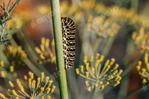 Preview: Caterpillar of popilio butterfly of dill stem, garden pests