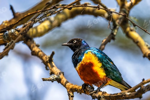 Preview: Starling perched on a tree at the Lake Nakuru National Park, Kenya
