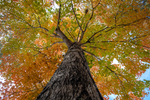 Preview: Beautiful autumn landscape in Tennessee mountain forest