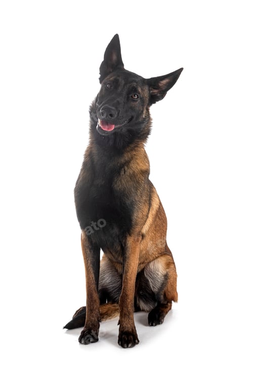 Preview: malinois in studio