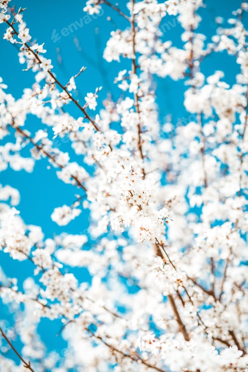 Preview: Blooming cherry plum tree, spring background