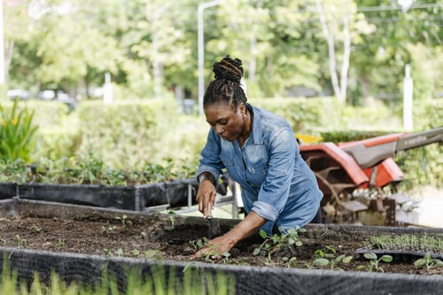 Preview: African woman farmer planting vegetable seedlings in a raised garden bed.
