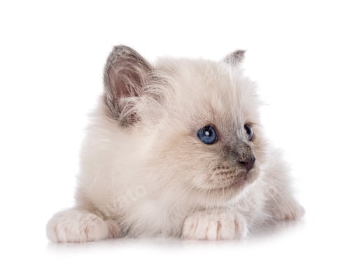 Preview: birman kitten in studio