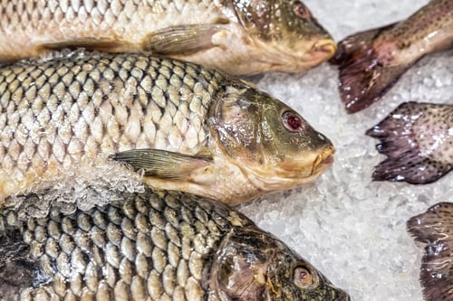 Preview: Fresh seafood on crushed ice at fish market