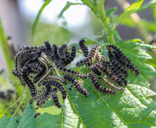 Preview: Caterpillars eating the plant
